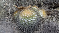 Mammillaria canelensis