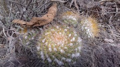 Mammillaria canelensis