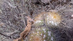 Mammillaria canelensis