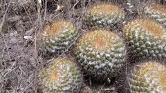 Mammillaria canelensis