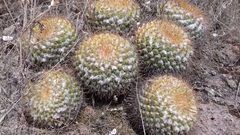 Mammillaria canelensis