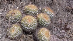 Mammillaria canelensis