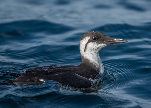 Common Murre, photo 9 of 9