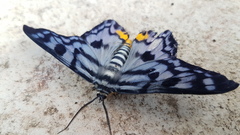 Dysphania transducta