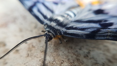 Dysphania transducta