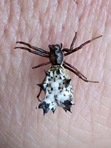 Spined Micrathena