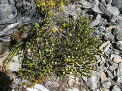 Pimelea traversii