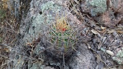 Ferocactus alamosanus
