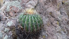 Ferocactus alamosanus