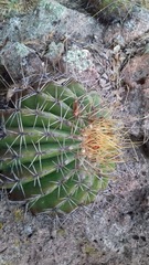 Ferocactus alamosanus