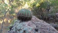 Ferocactus alamosanus