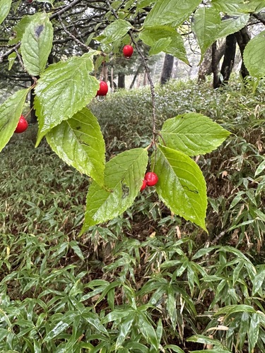 Ilex geniculata, photograph 3