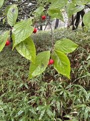 Ilex geniculata, photograph 岸本年郎, CC BY, iNaturalist via GBIF