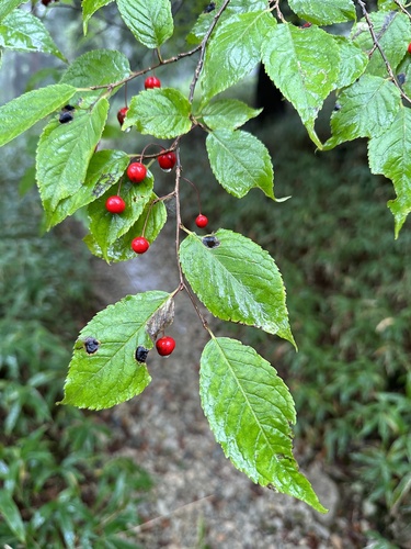 Ilex geniculata, photograph 4