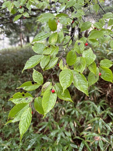 Ilex geniculata iNat (2)