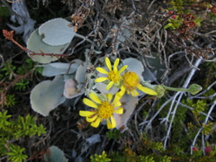 Brachyglottis haastii