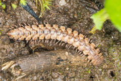 Harpogonopus confluentus