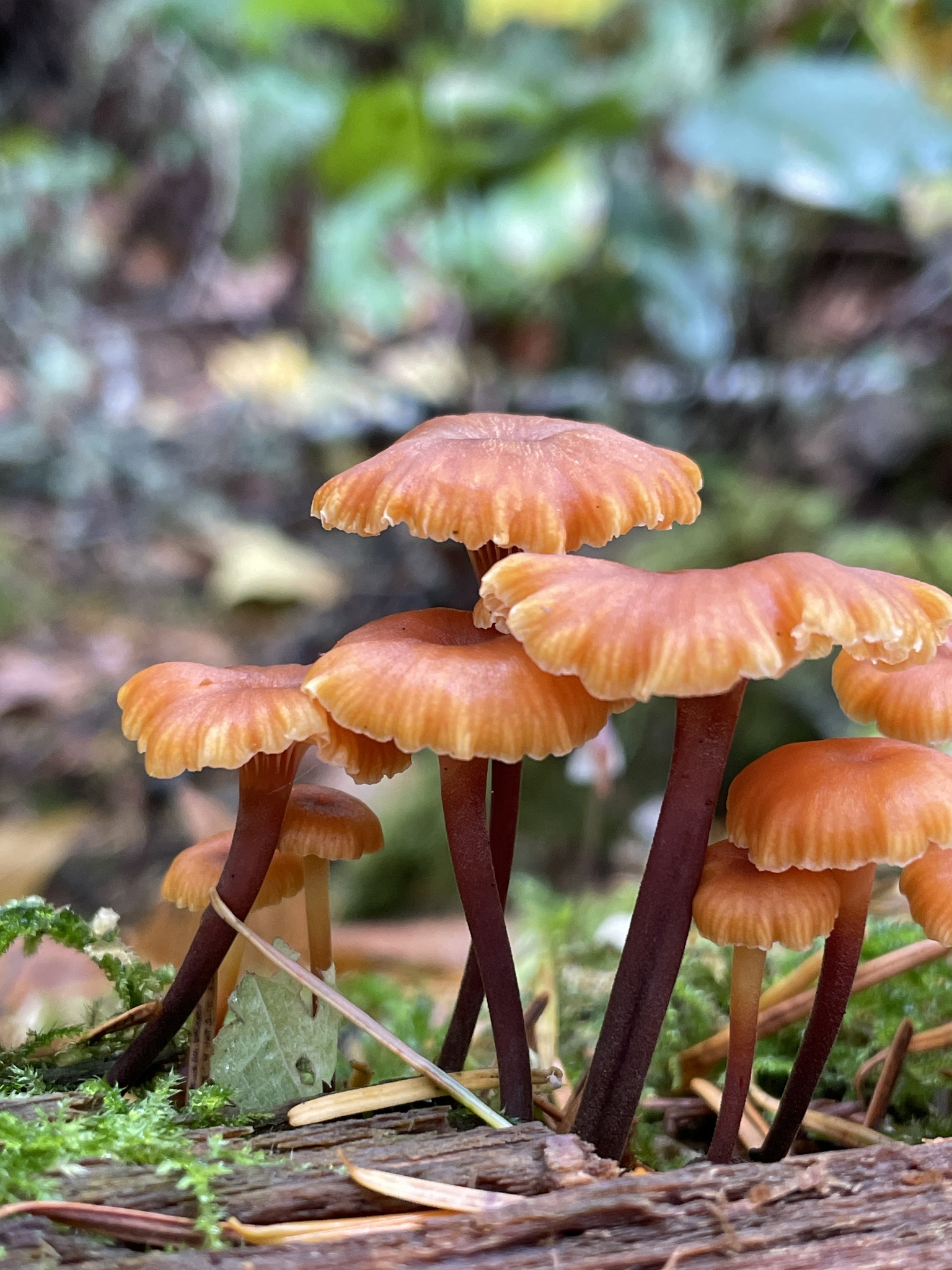 Pinewood Gingertail (Xeromphalina campanella) · iNaturalist