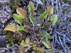 Sonchus novae-zelandiae