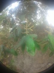 Magnoliopsida