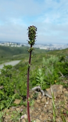 Acaena pinnatifida californica