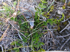 Gingidia decipiens