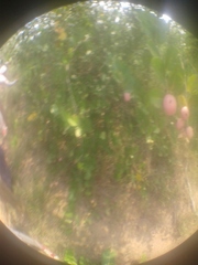 Magnoliopsida