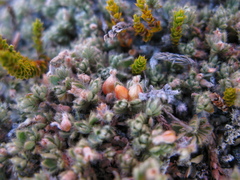 Pimelea sericeovillosa