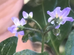 Solanum americanum