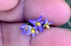 Solanum americanum