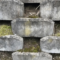 Flavoplaca flavocitrina