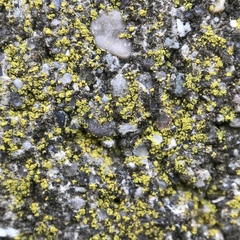 Flavoplaca flavocitrina