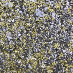 Flavoplaca flavocitrina