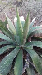 Agave maximiliana