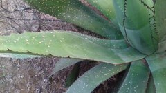 Agave maximiliana