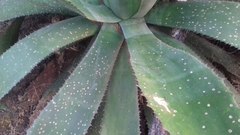 Agave maximiliana