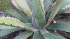 Agave maximiliana