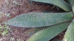 Agave maximiliana