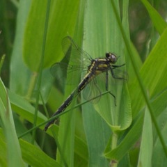 Phanogomphus descriptus