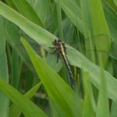 Phanogomphus descriptus
