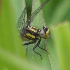 Phanogomphus descriptus