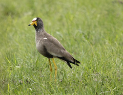 Vanellus senegallus lateralis