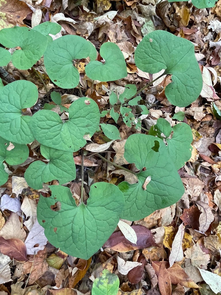 Canadian wild ginger from Ferrisburgh, VT, USA on October 12, 2023 at ...