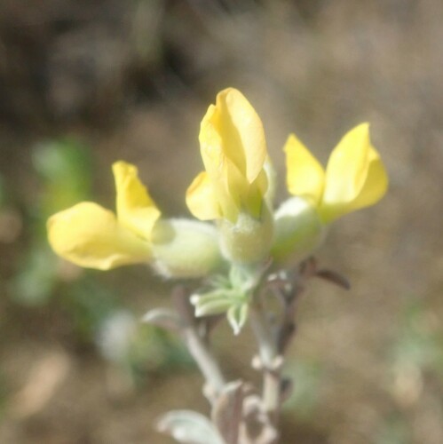 Image of Pearsonia sessilifolia by (c) agujaceratops, some rights reserved (CC BY)