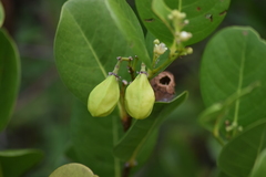 Magnoliopsida