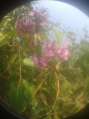 Magnoliopsida