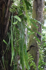 Epiphyllum phyllanthus