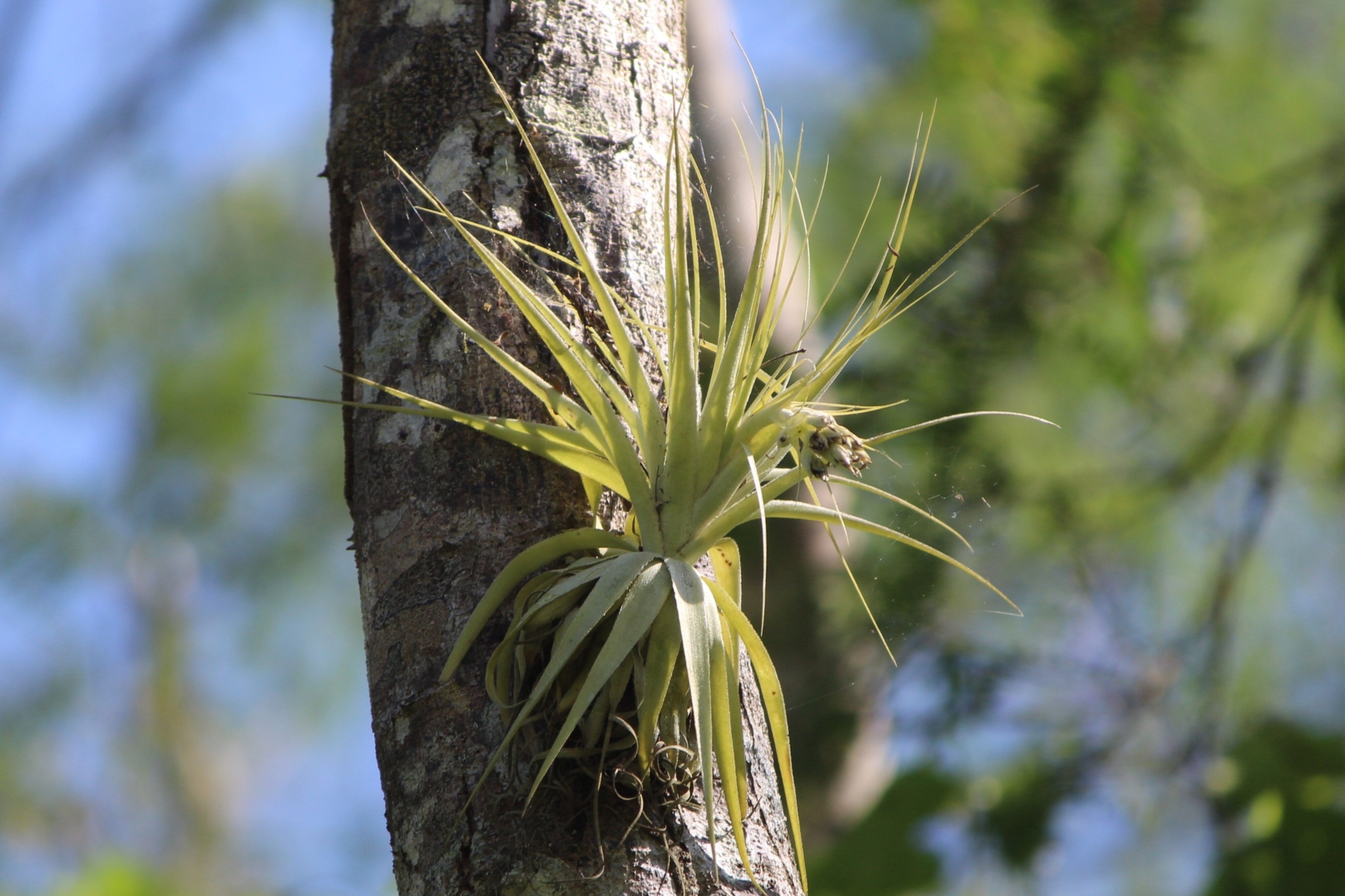 Tillandsia gardneri