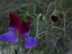 Lathyrus odoratus