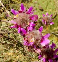 Dalea pulchra